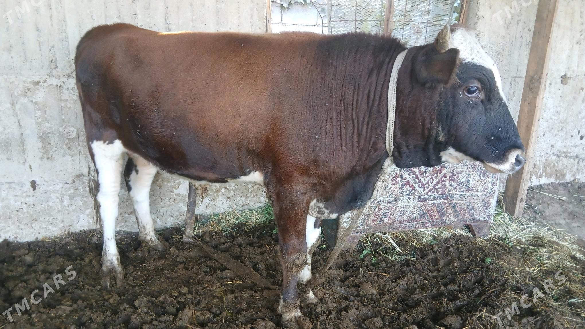 ÖKÜZ - Gökdepe - img 2