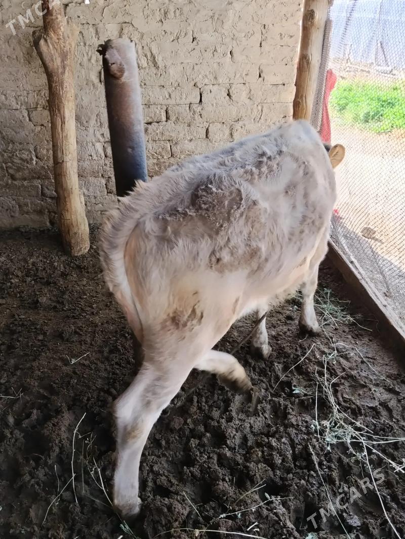 1 yaşan göle - Büzmeýin - img 5