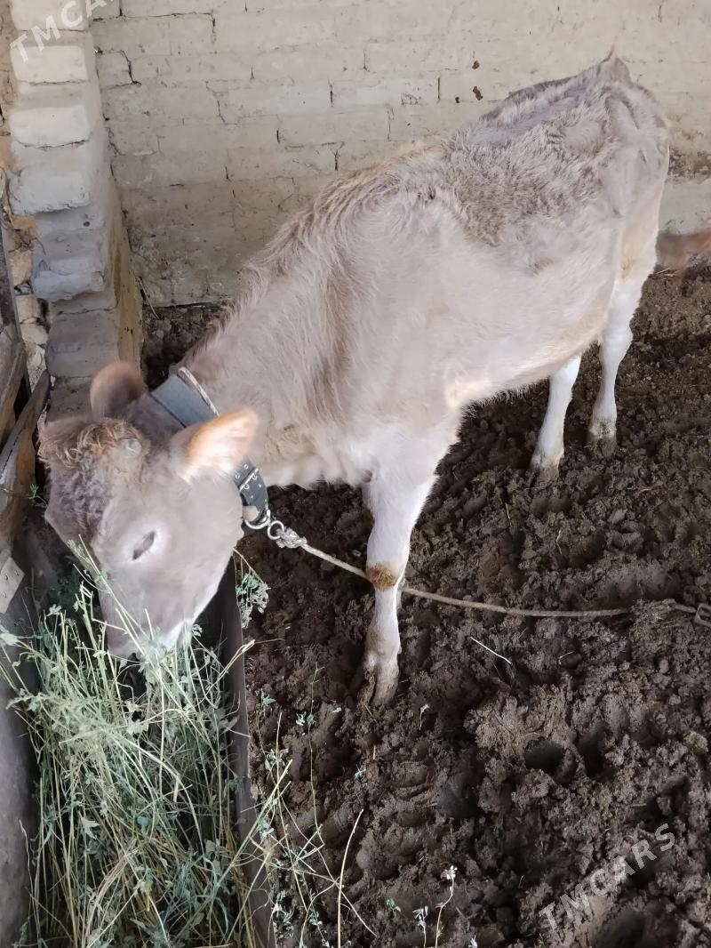 1 yaşan göle - Büzmeýin - img 1