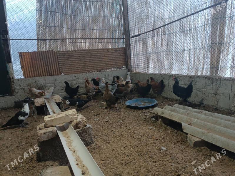 Towuk - Mary - img 2