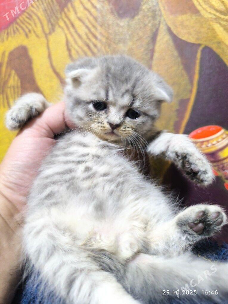 ШОТЛАНДСКИЕ КОТЯТА - Aşgabat - img 1