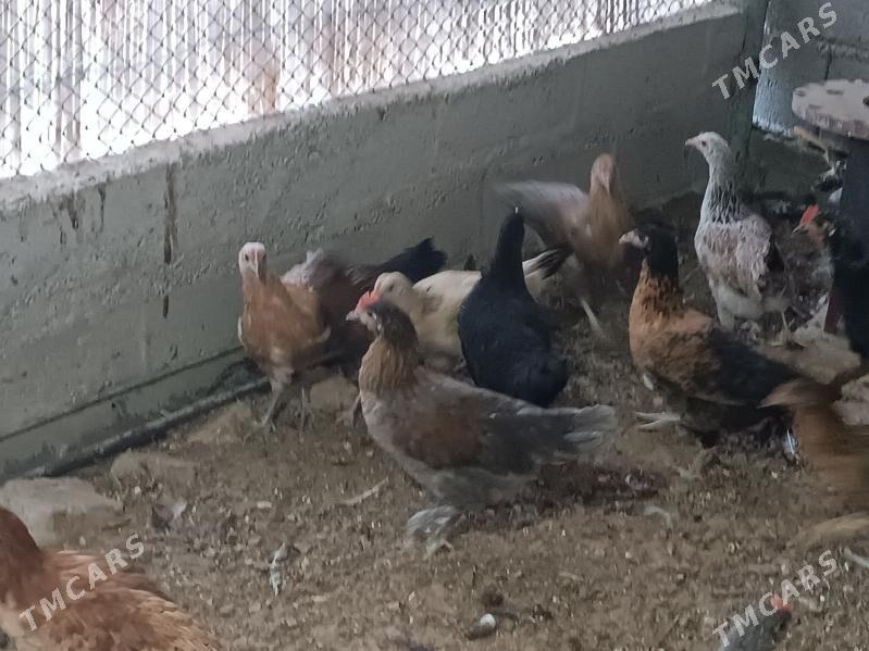 Towuk - Mary - img 6