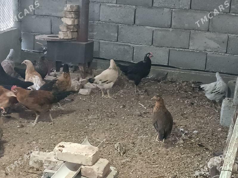 Towuk - Mary - img 5