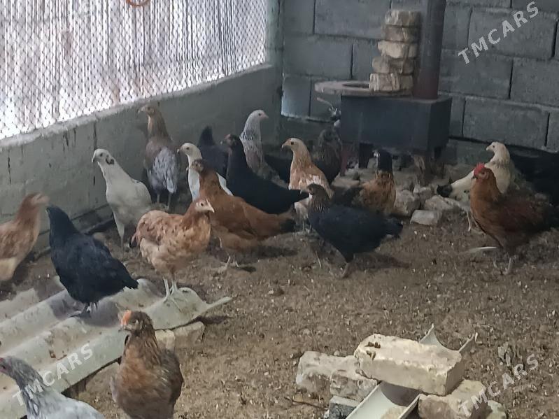 Towuk - Mary - img 3