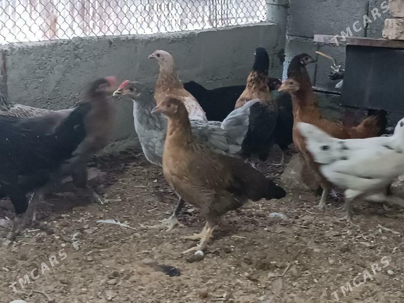 Towuk - Mary - img 4