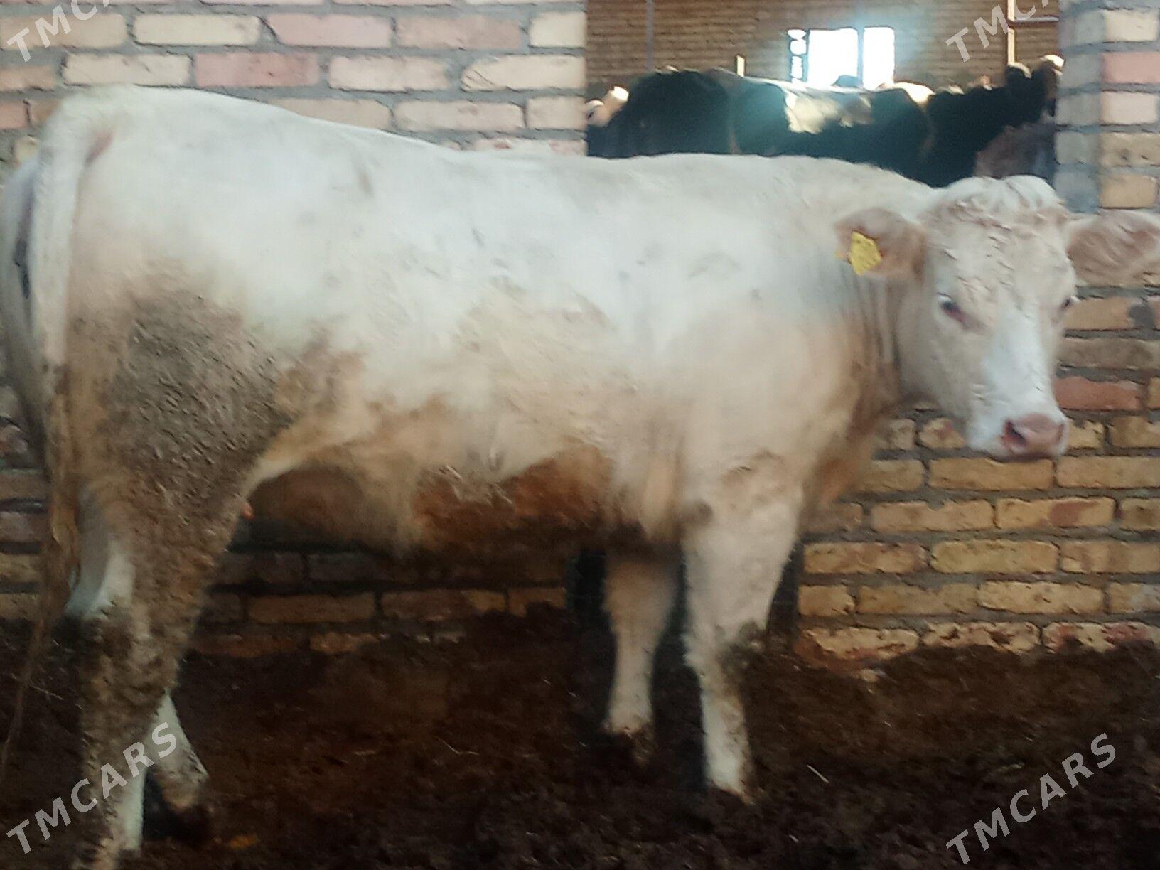 ойхайванлар - Çärjew - img 4