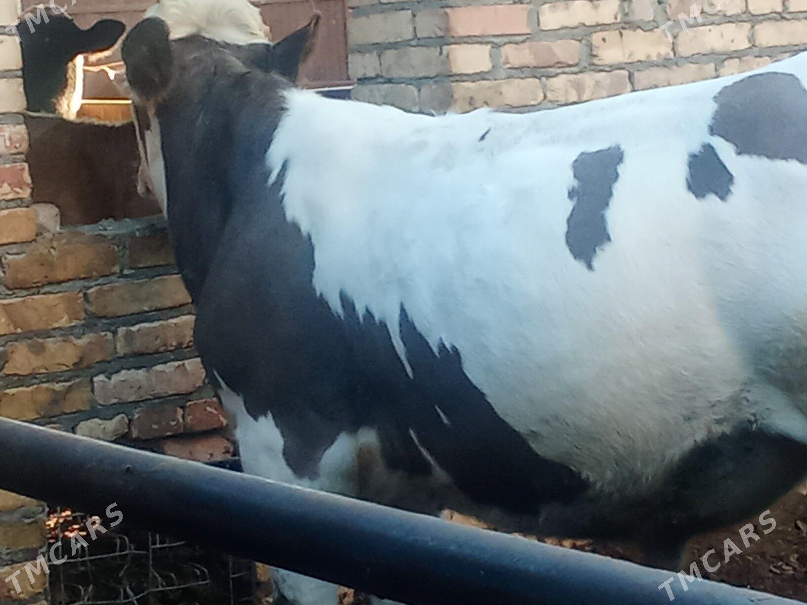 ойхайванлар - Çärjew - img 2