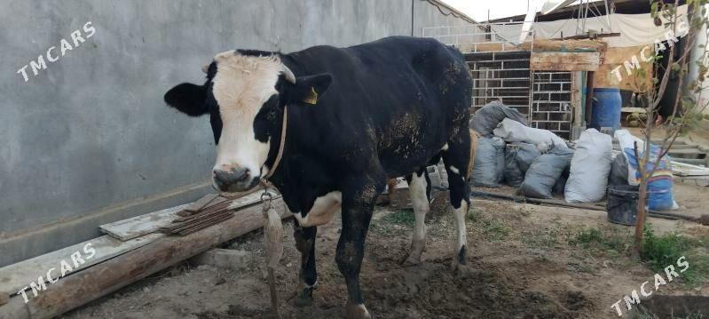 Öküz galaşteyjn bakylan - Bagyr - img 1