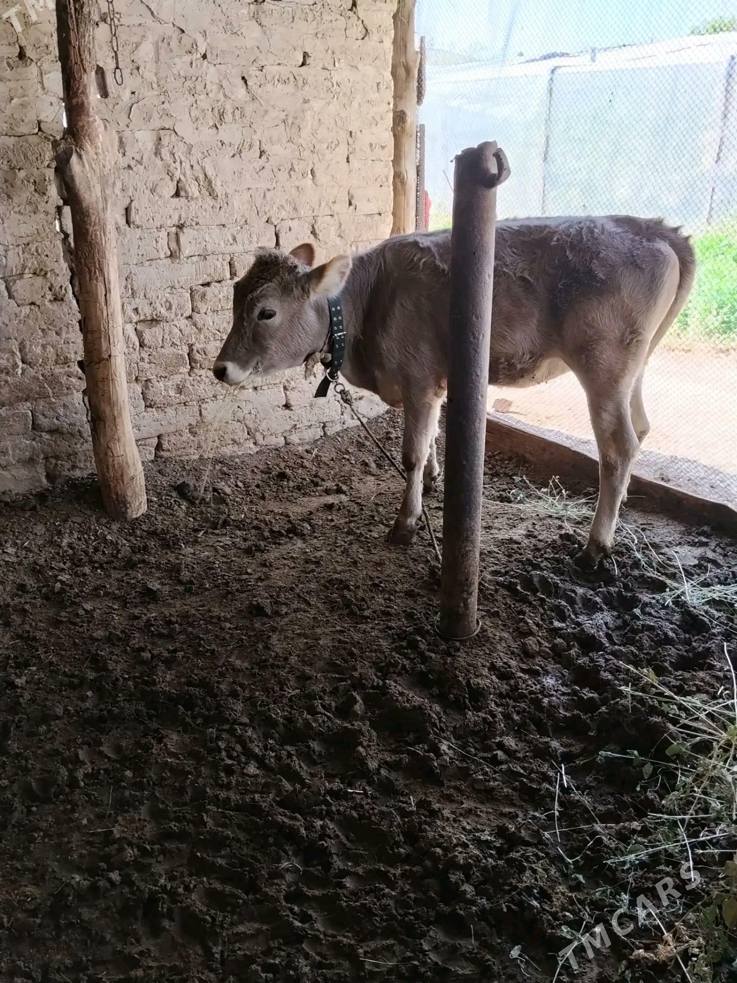 1 yaşan göle - Büzmeýin - img 3