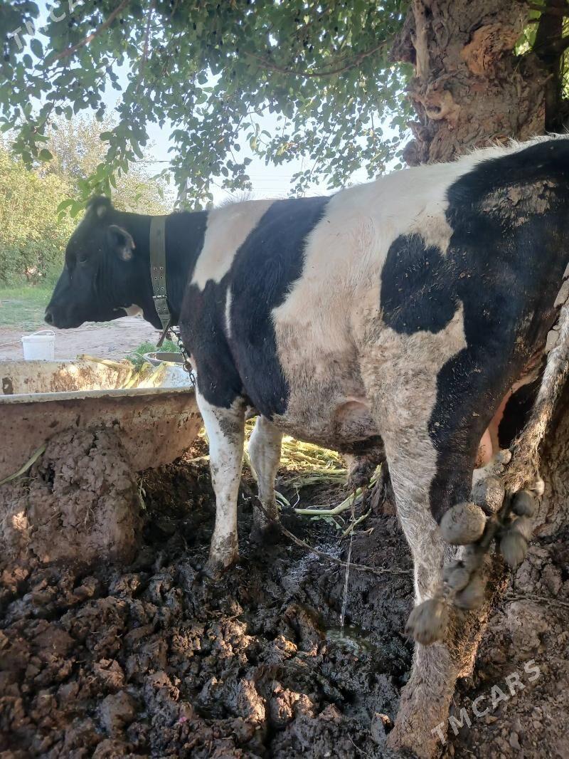 okuz - Гёкдже - img 2