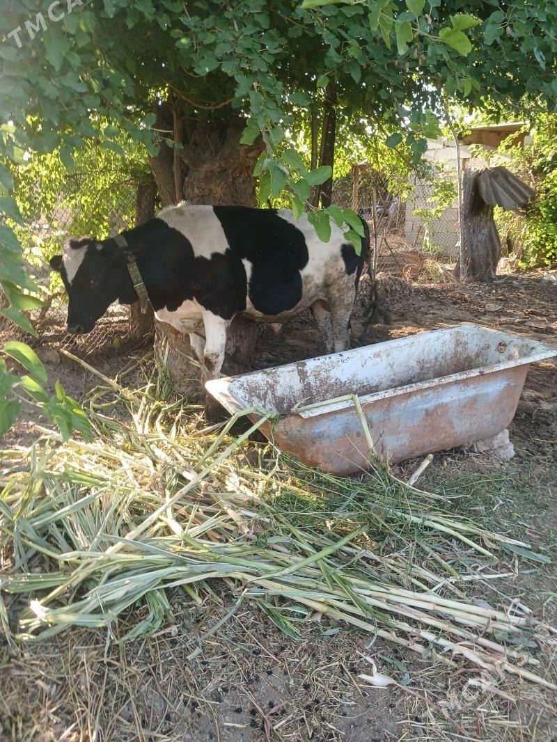 okuz - Гёкдже - img 3