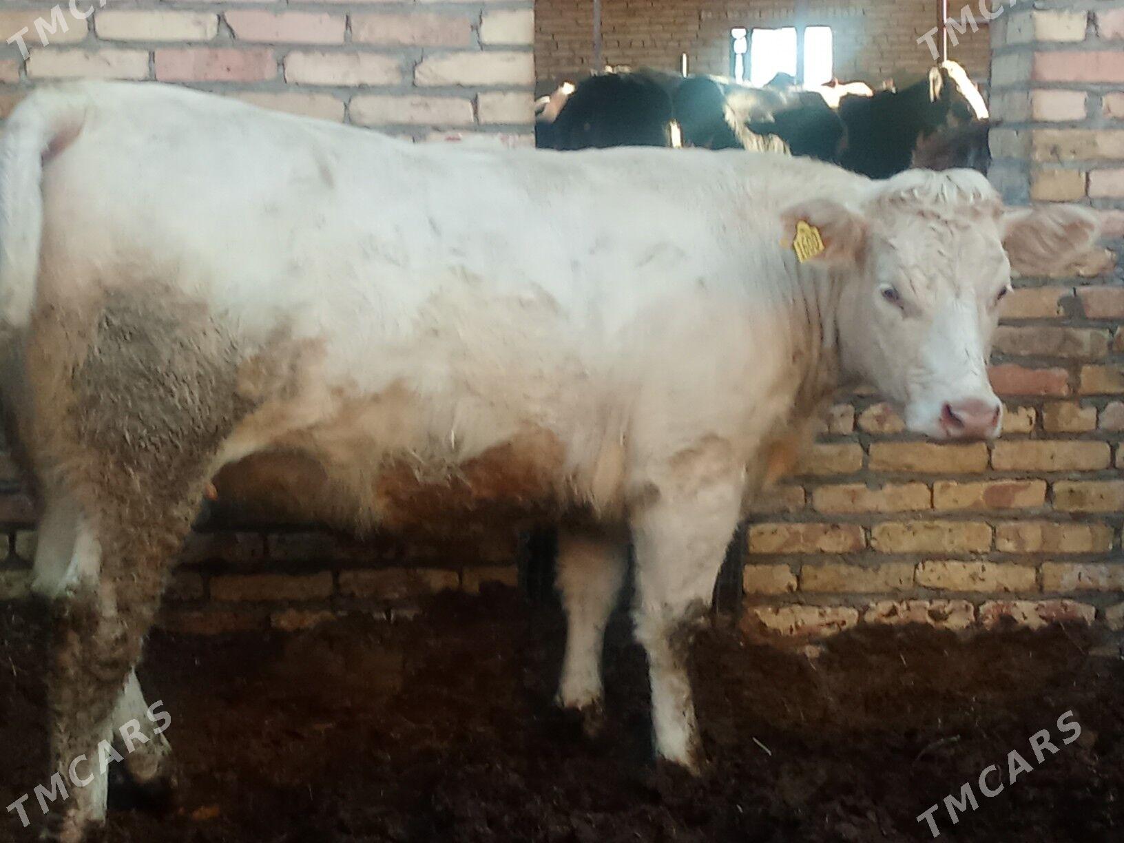 ойхайванлар - Çärjew - img 3