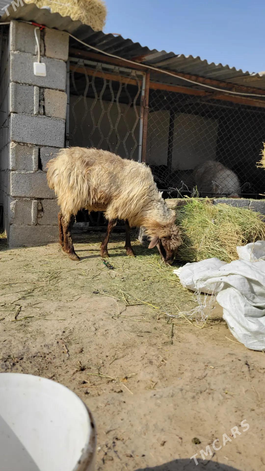 goyun - Ak bugdaý etraby - img 1