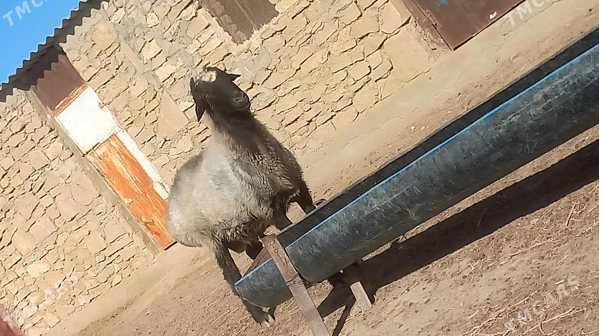 GOÇ MADAW TOHUM - Этрек - img 2