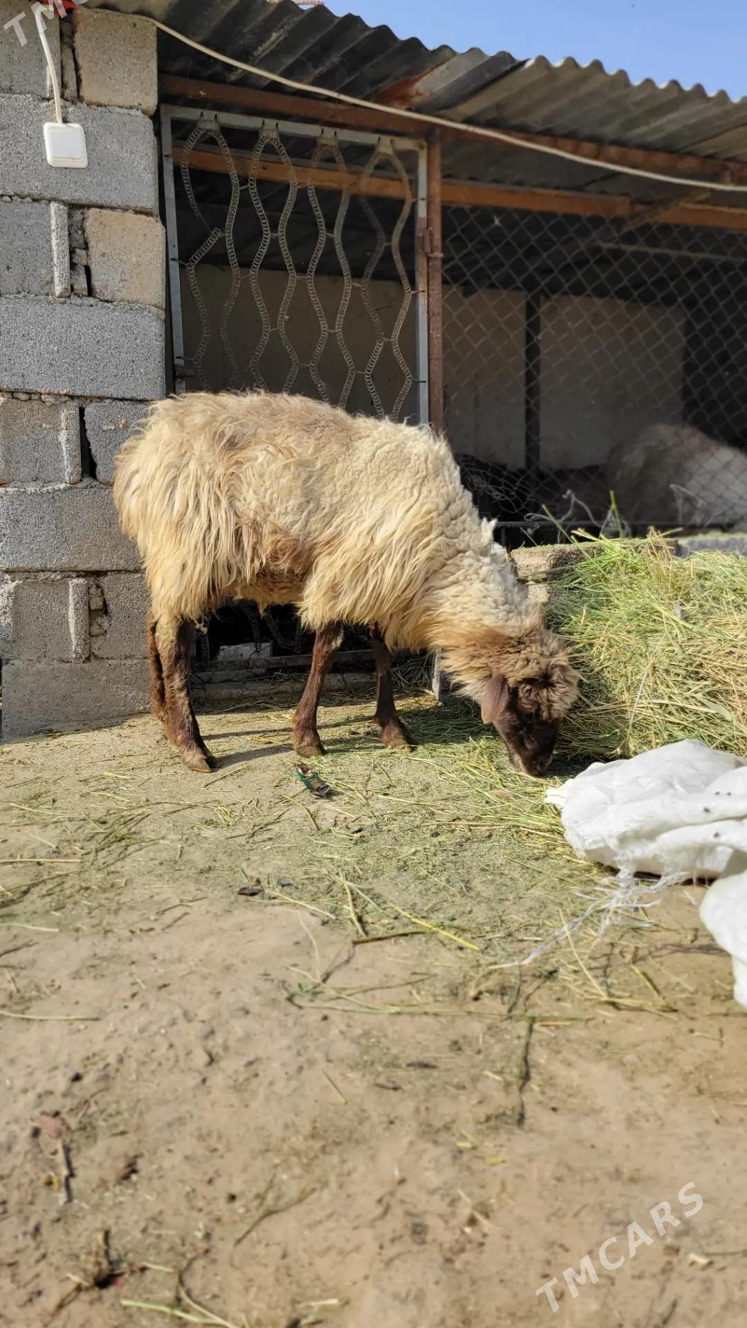 goyun - Ak bugdaý etraby - img 2