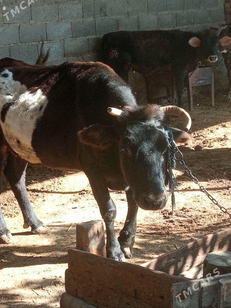 Sygyr - Бахарден - img 1