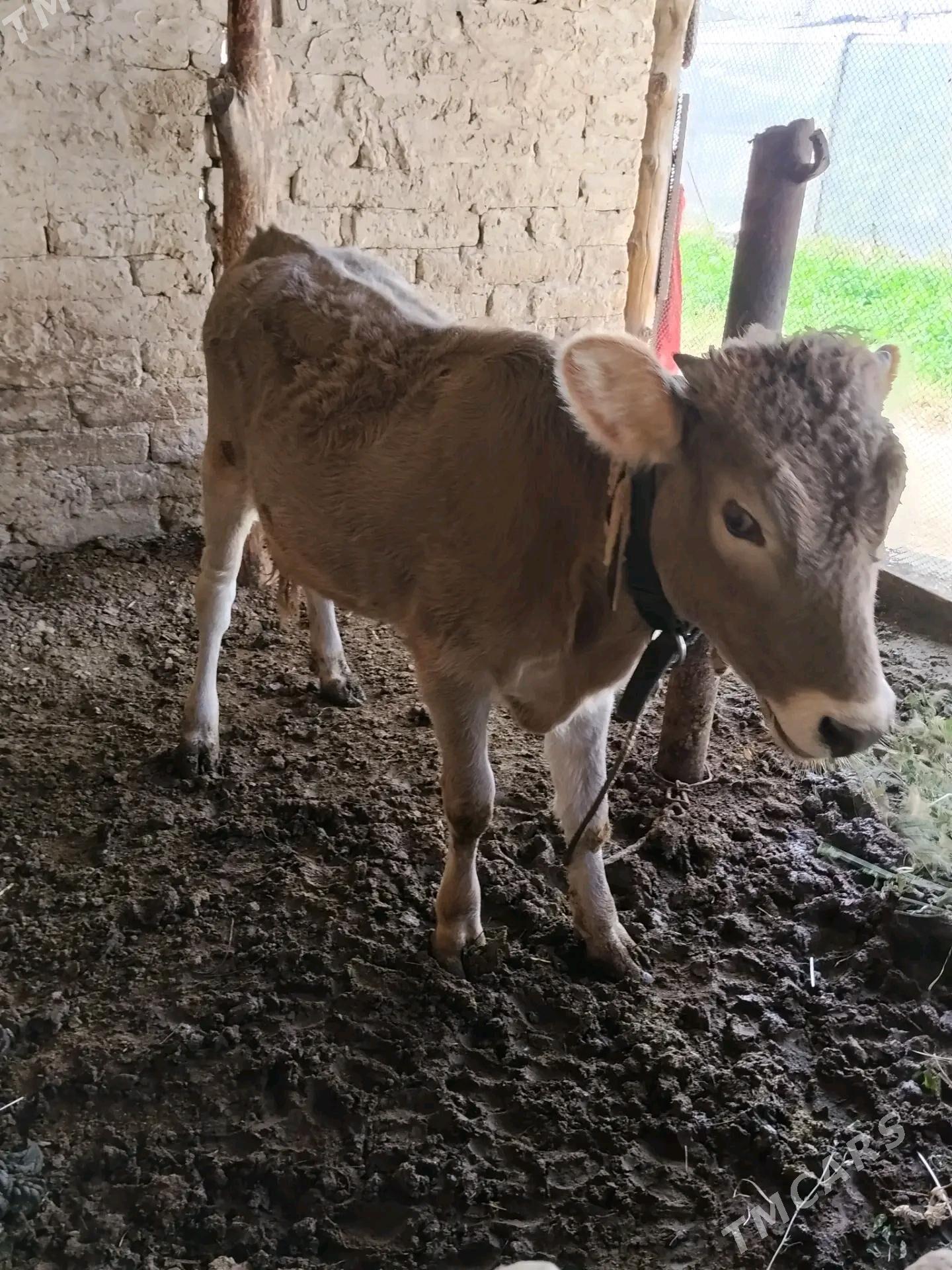 1 yaşan göle - Büzmeýin - img 2