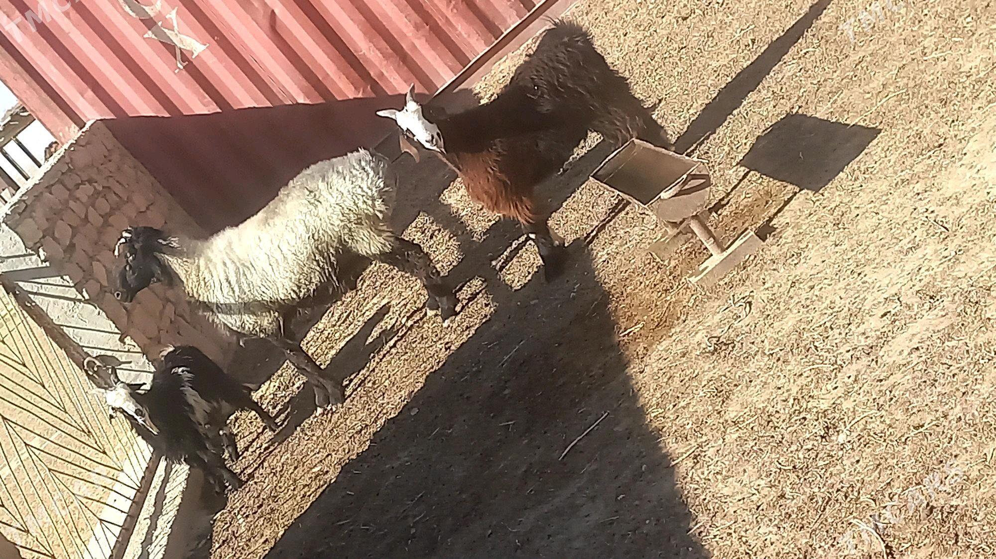 GOÇ MADAW TOHUM - Этрек - img 4