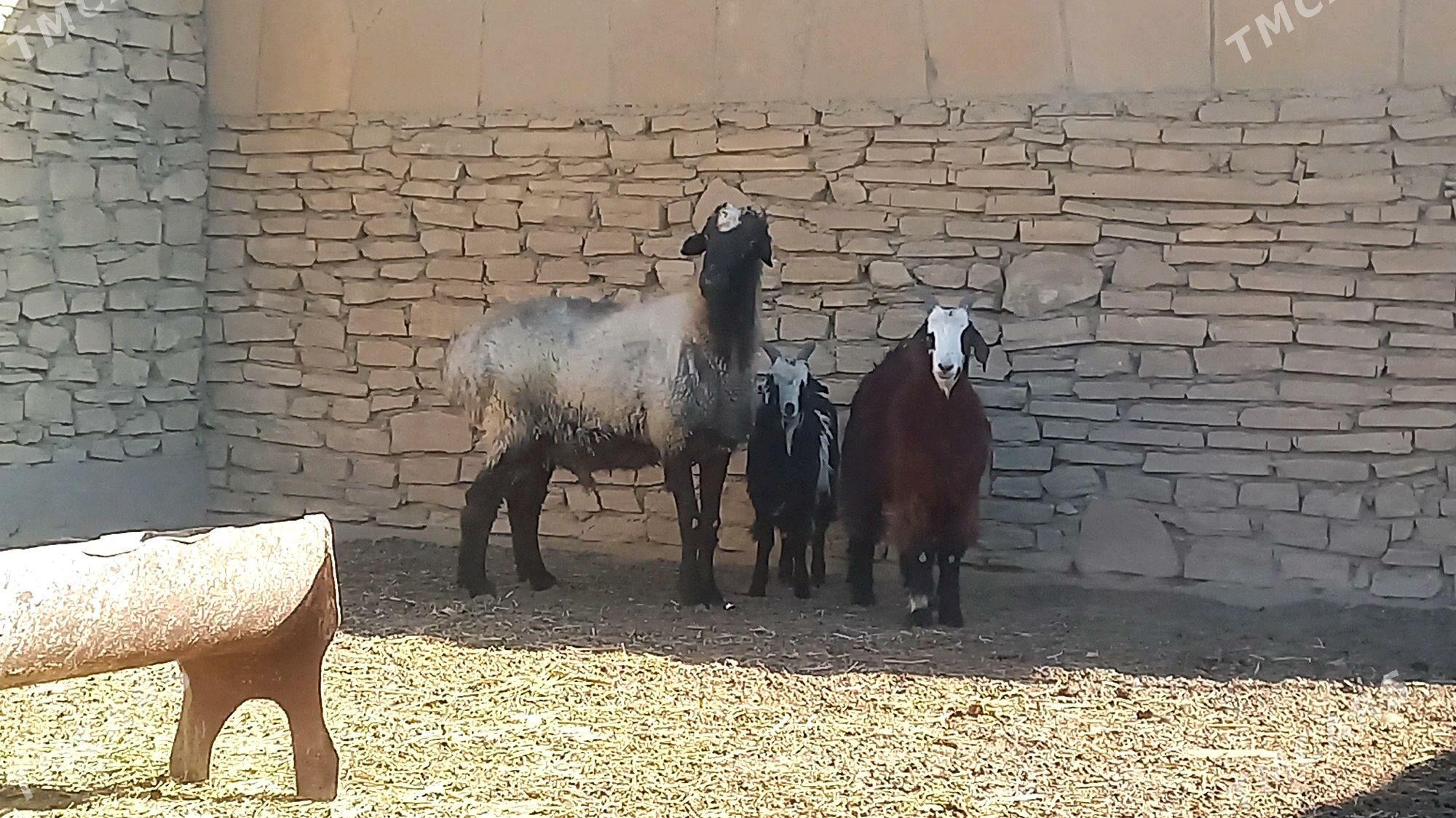 GOÇ MADAW TOHUM - Этрек - img 3