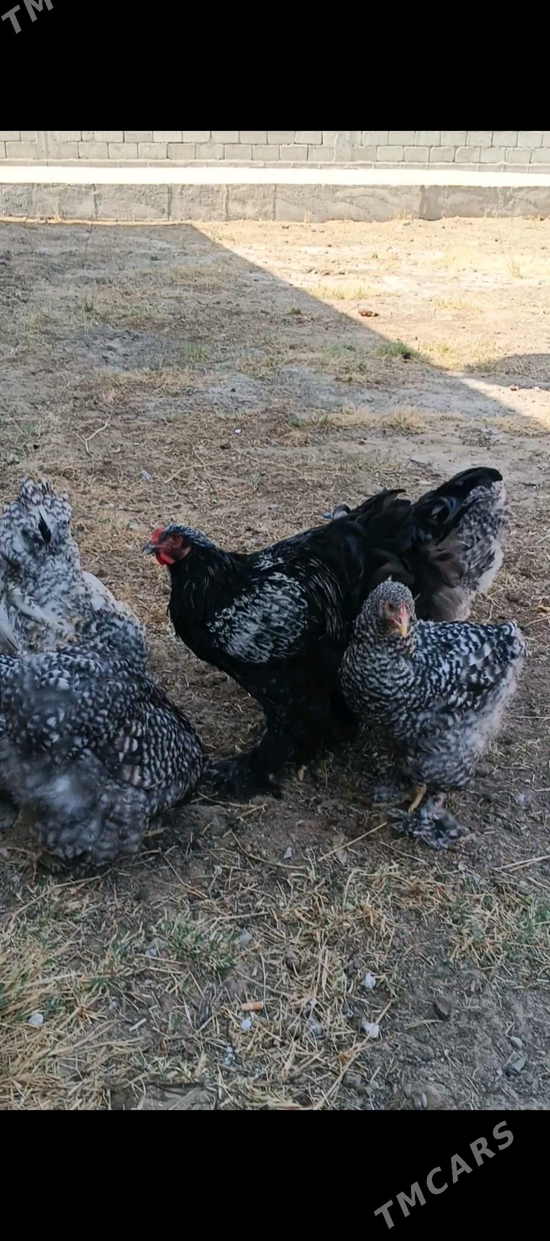 Brama koko - Aşgabat - img 3