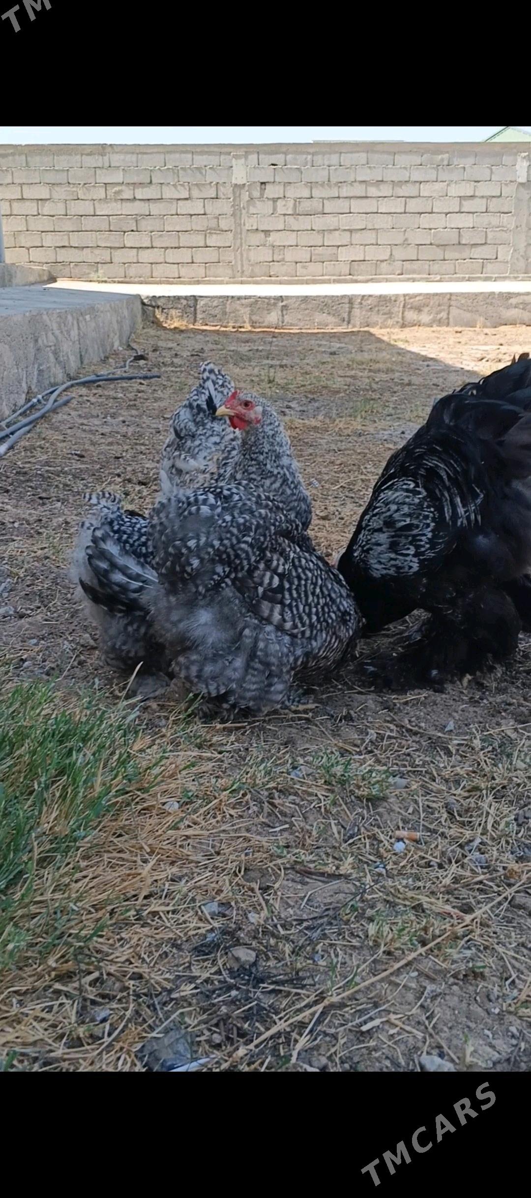 Brama koko - Aşgabat - img 2