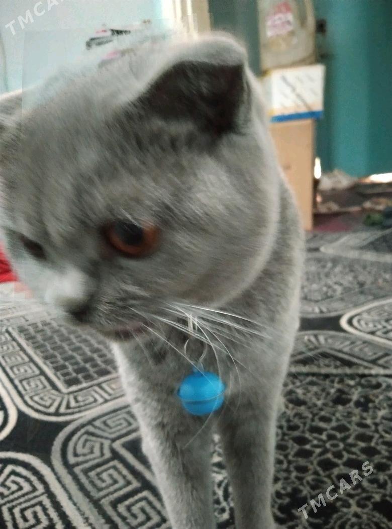 pisik - Балканабат - img 2