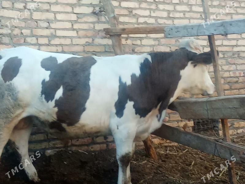 ойхайванлар - Çärjew - img 5