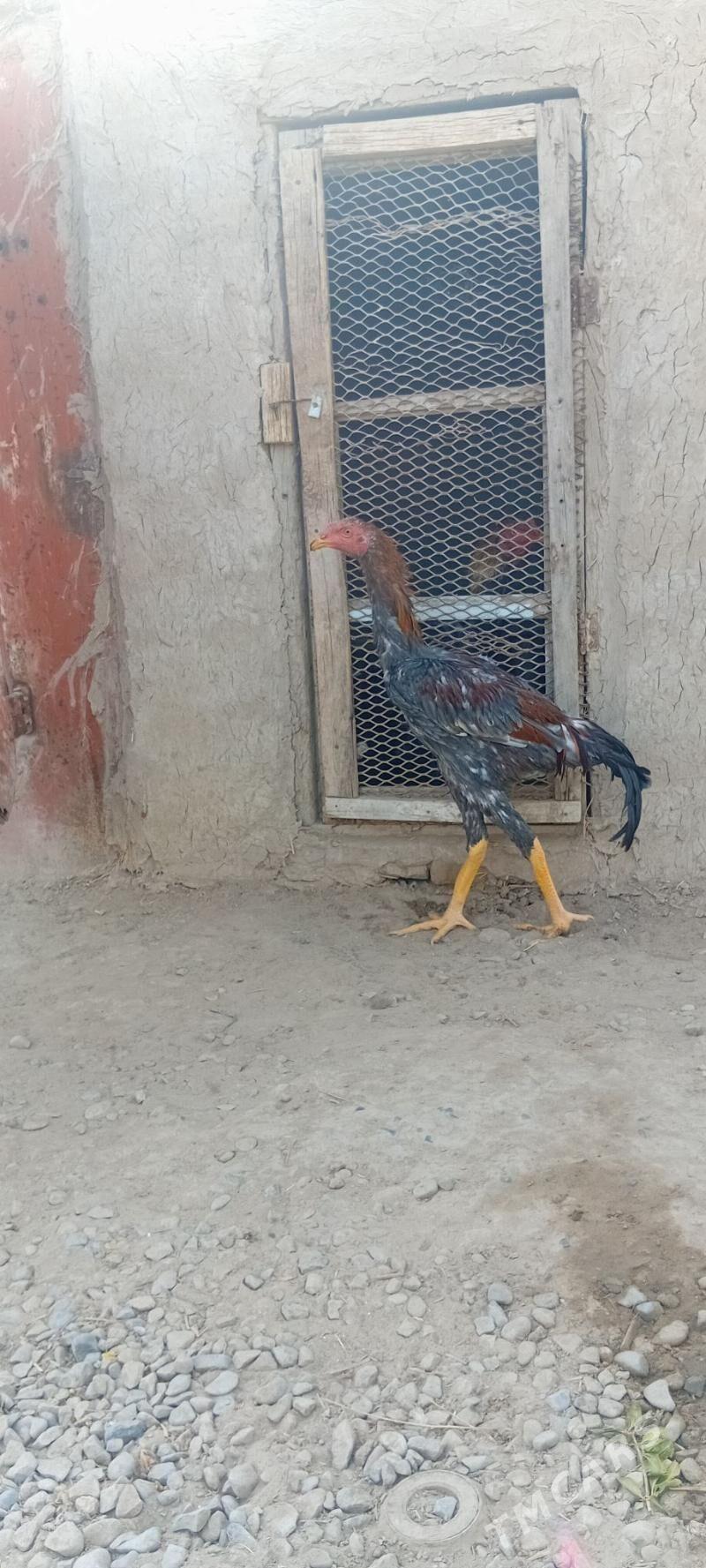 Bayes juyje - Baýramaly - img 2