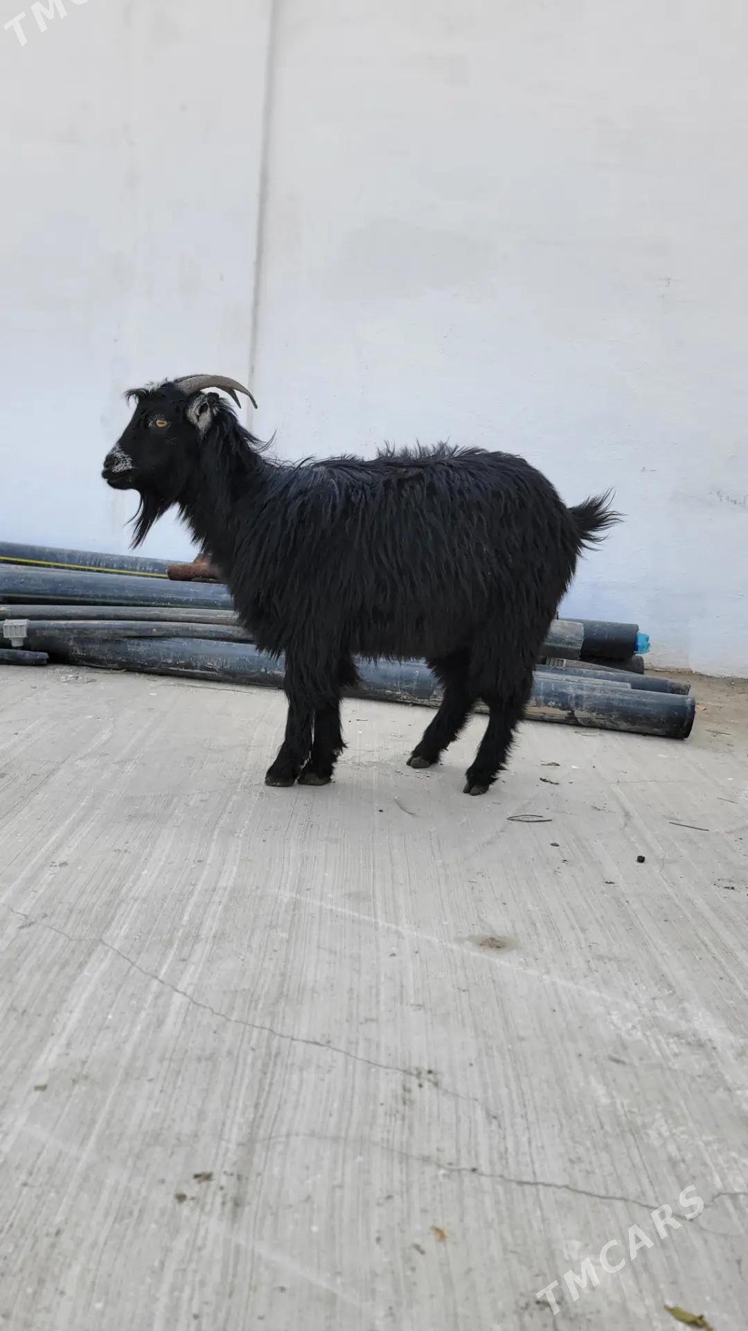 geci dog goyun - Ак-Бугдайский этрап - img 1