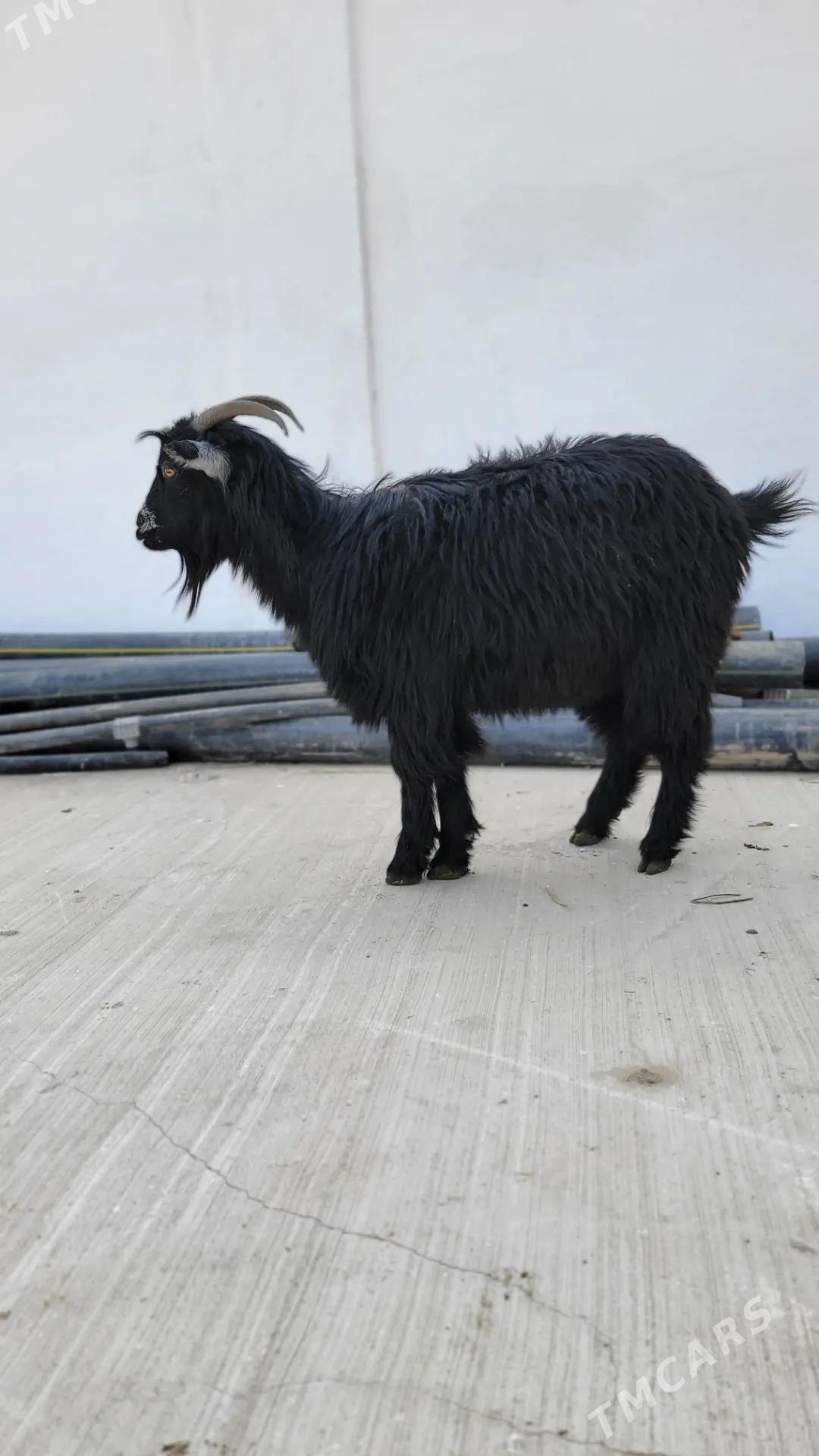 geci dog goyun - Ак-Бугдайский этрап - img 2