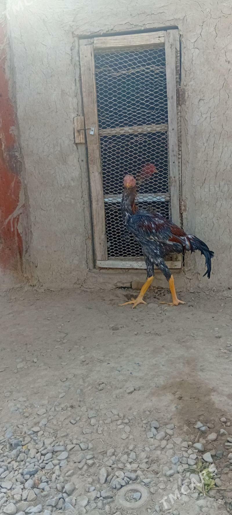 Bayes juyje - Baýramaly - img 3