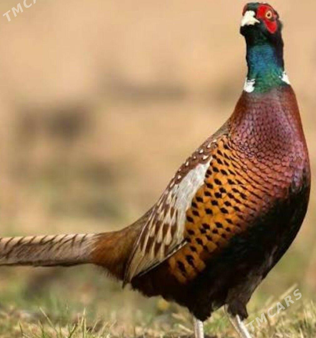 sülgün fazan - Туркменабат - img 3