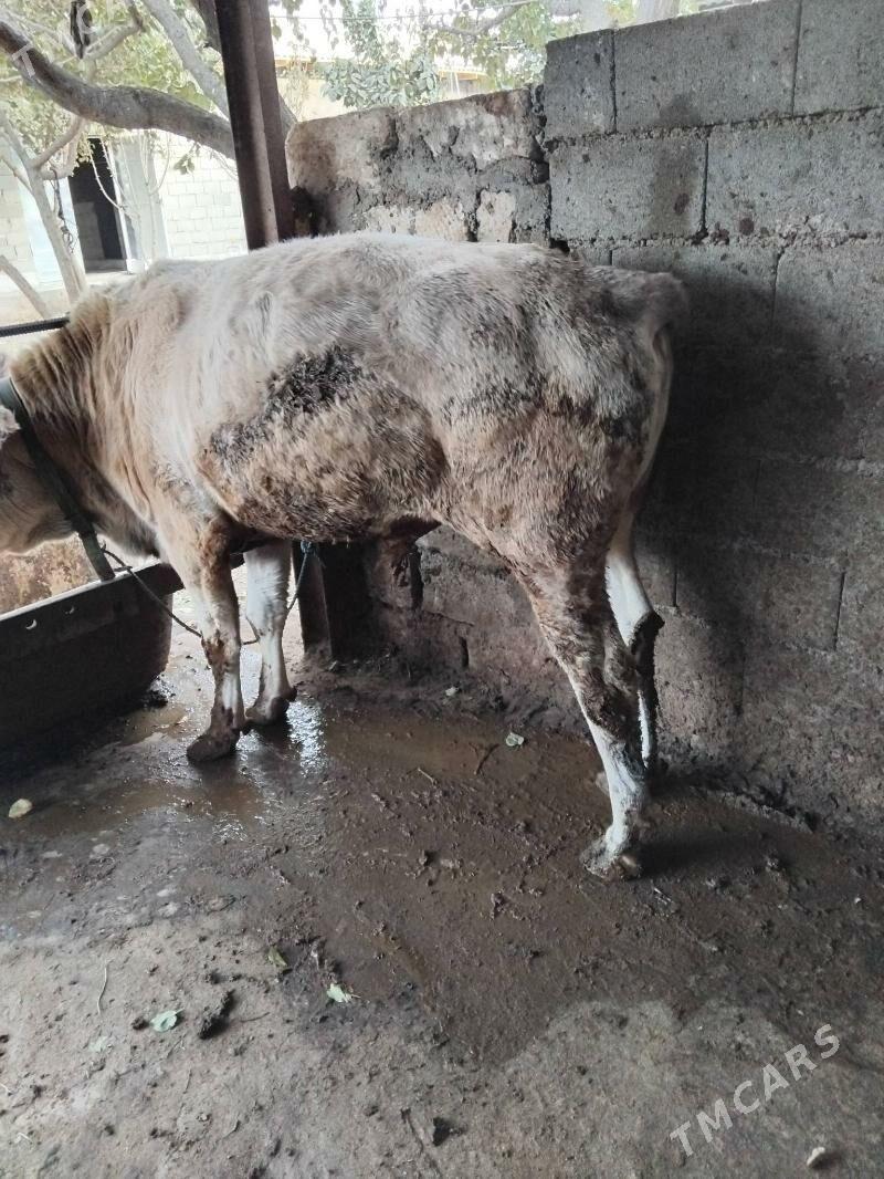 öküz - Änew - img 2