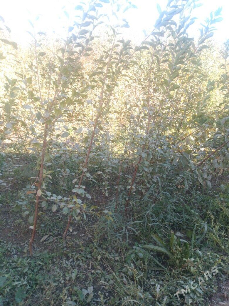 Çiýa nahal Чия нахал - Şabat etr. - img 1