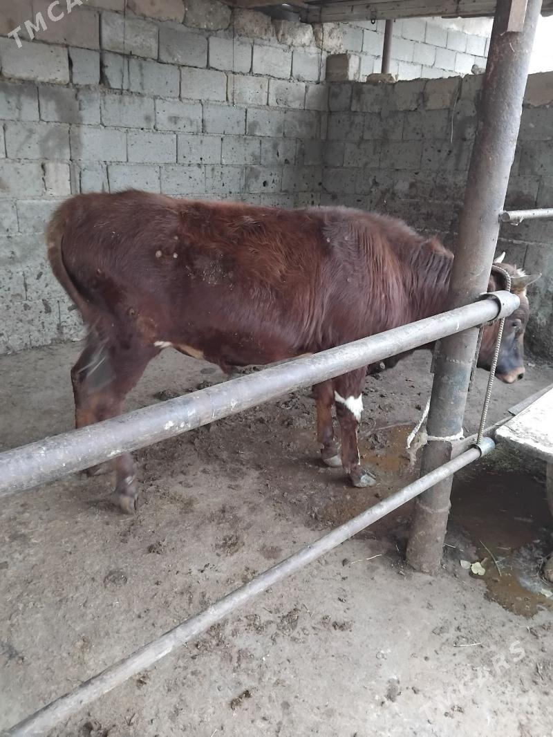 öküz - Änew - img 2