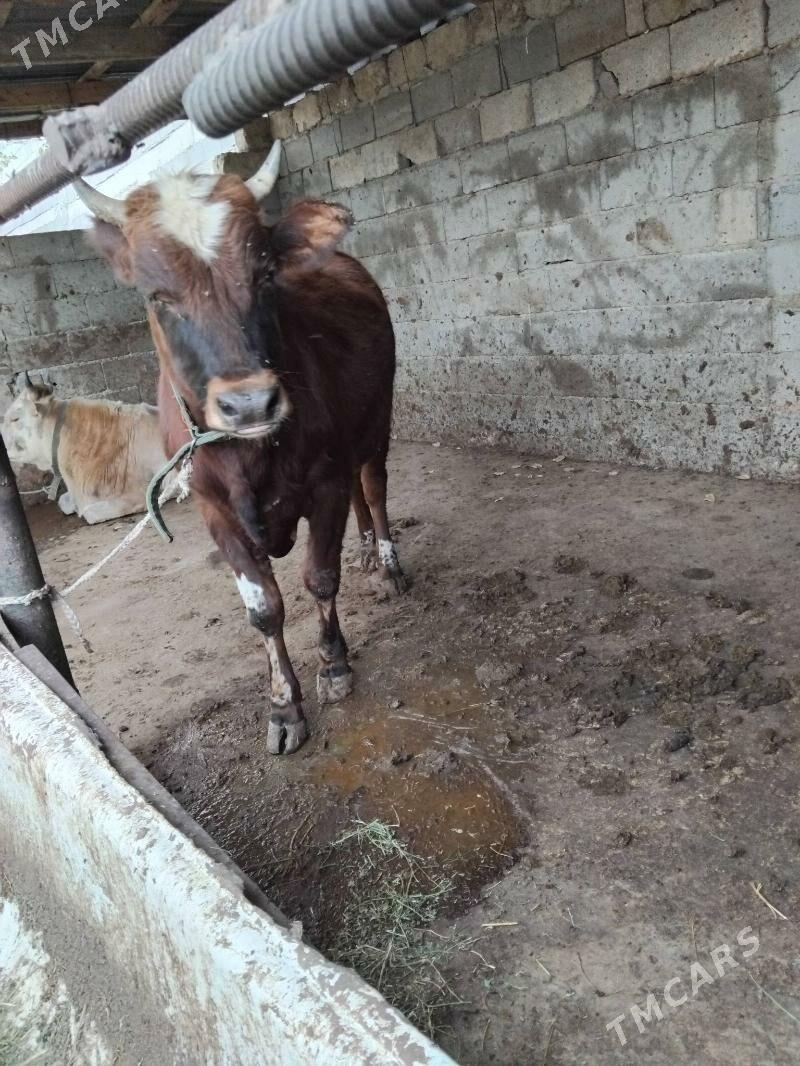 öküz - Änew - img 3