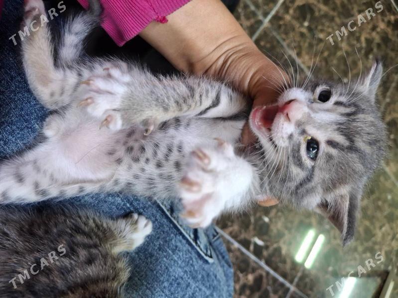котята срочно - Türkmenabat - img 3