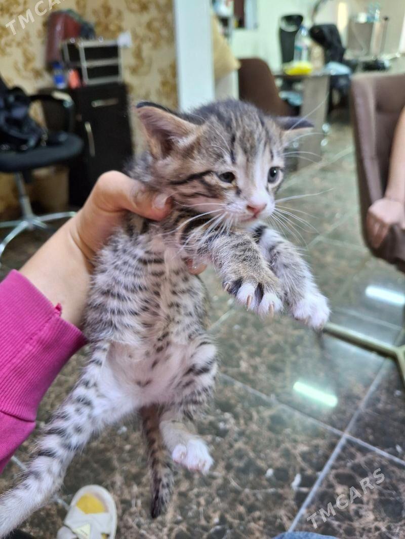 котята срочно - Türkmenabat - img 2