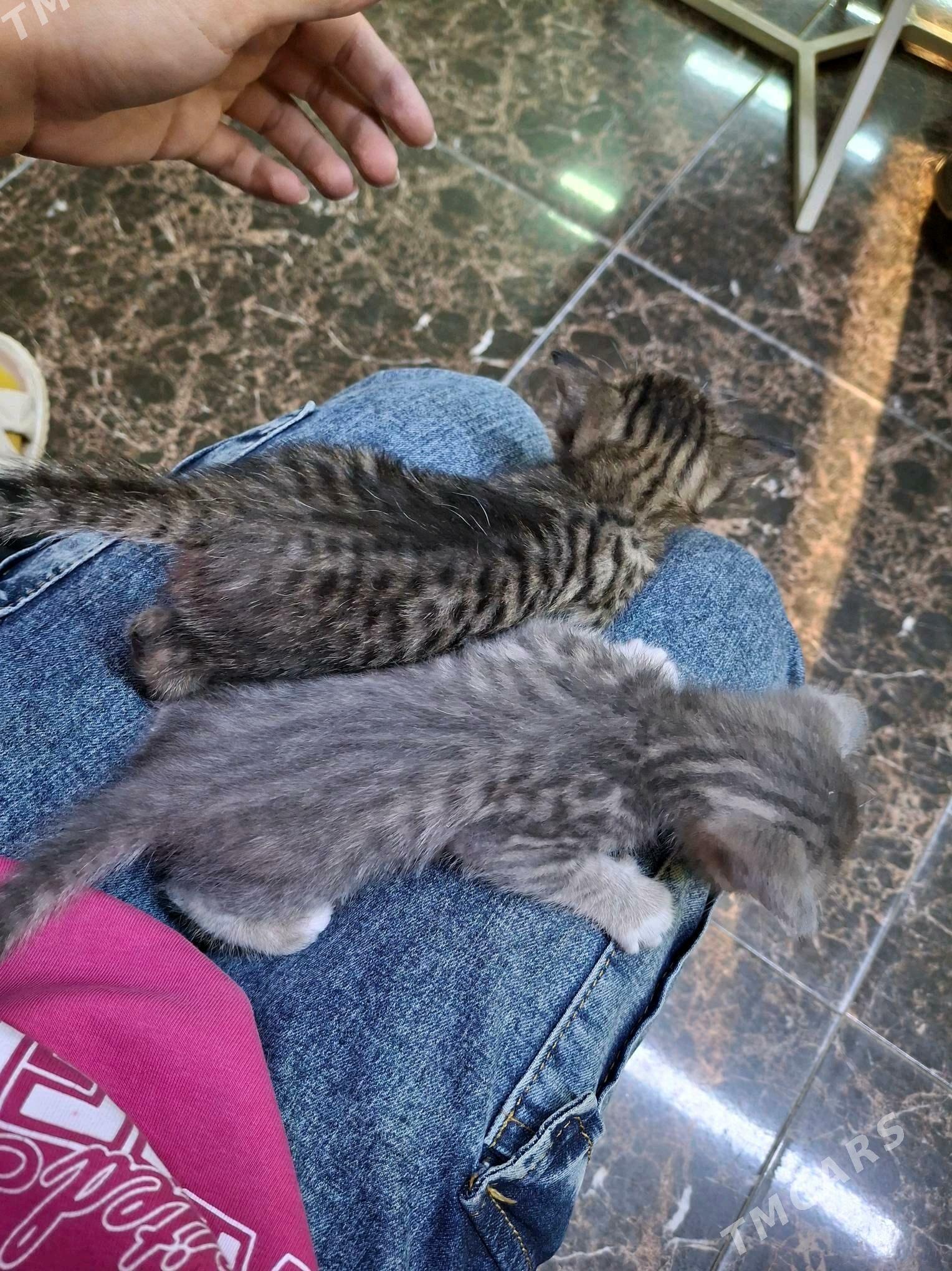 котята срочно - Türkmenabat - img 1