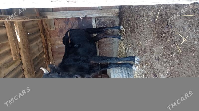 sygyr - Esenguly - img 2