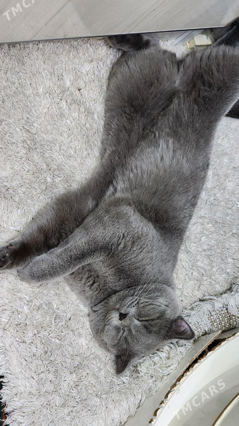 Pişik - Howdan "W" - img 1