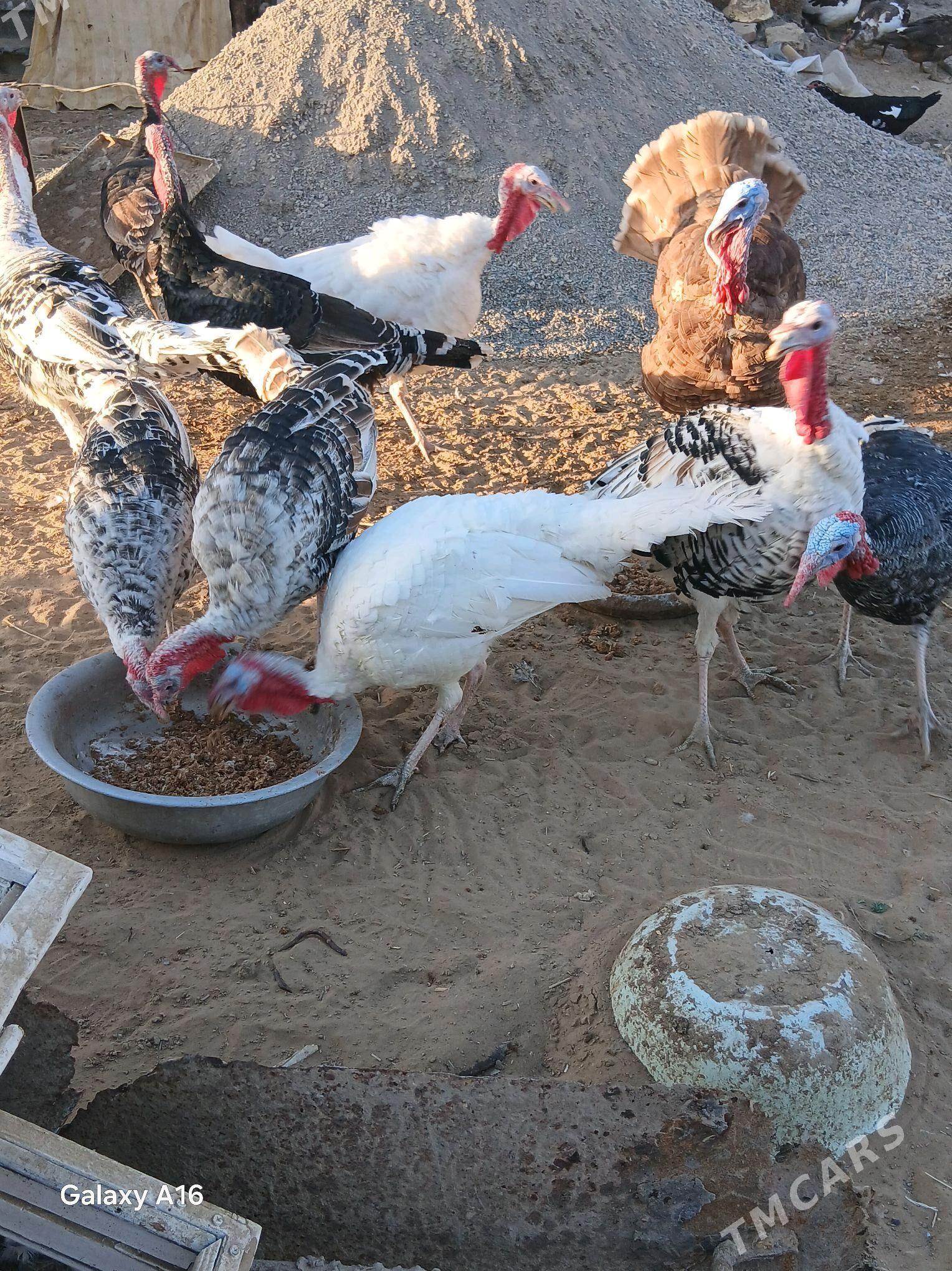 Induk erkek - Мары - img 1