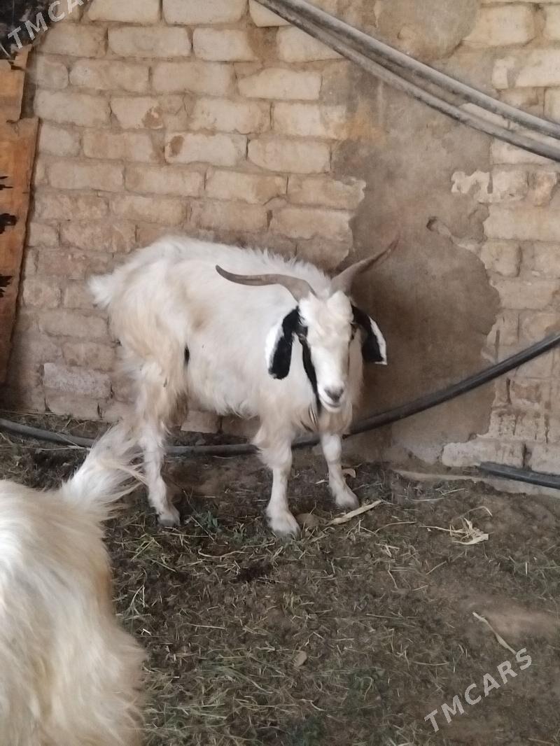 geciler - Gurtly - img 4