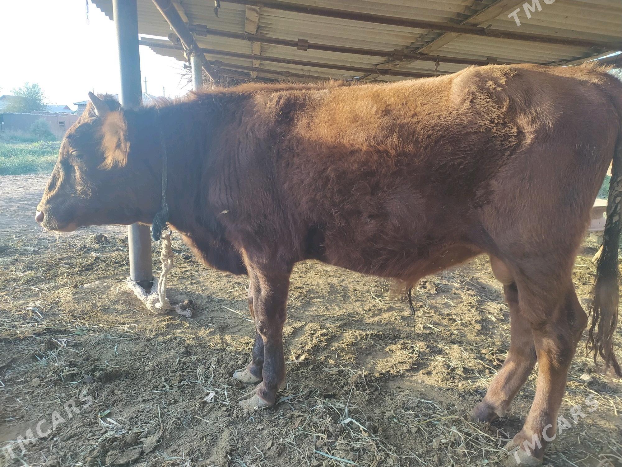 Okuz - Babadaýhan - img 2