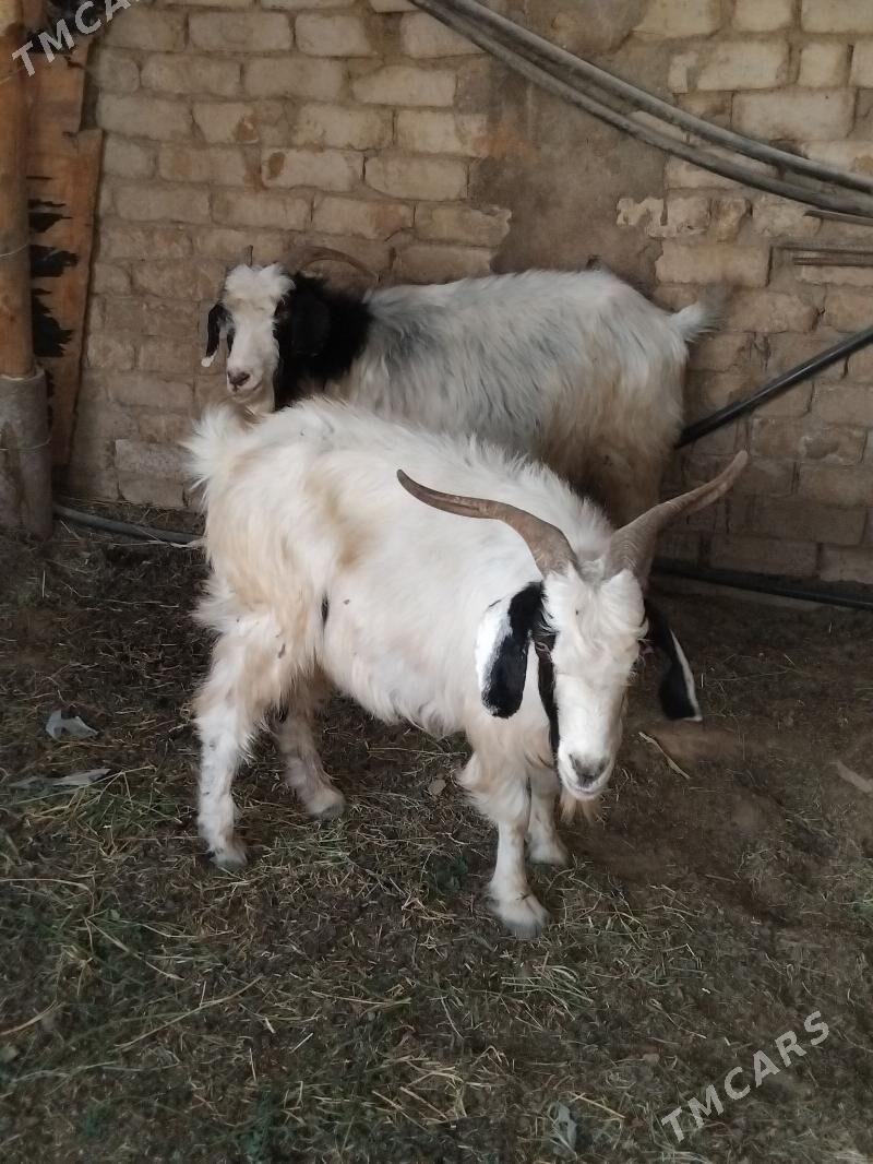 geciler - Гуртли - img 1