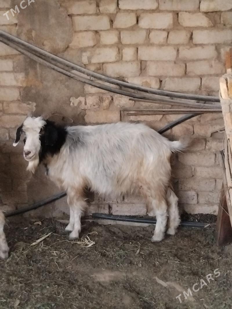 geciler - Gurtly - img 3