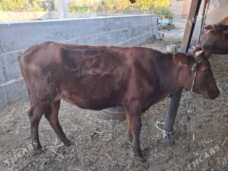 унажын - Türkmenabat - img 2