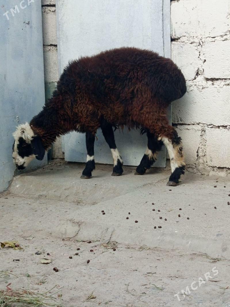 Tokly çewiş - Balkanabat - img 5