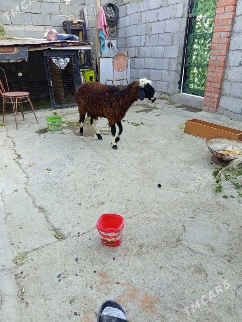 Tokly çewiş - Balkanabat - img 2