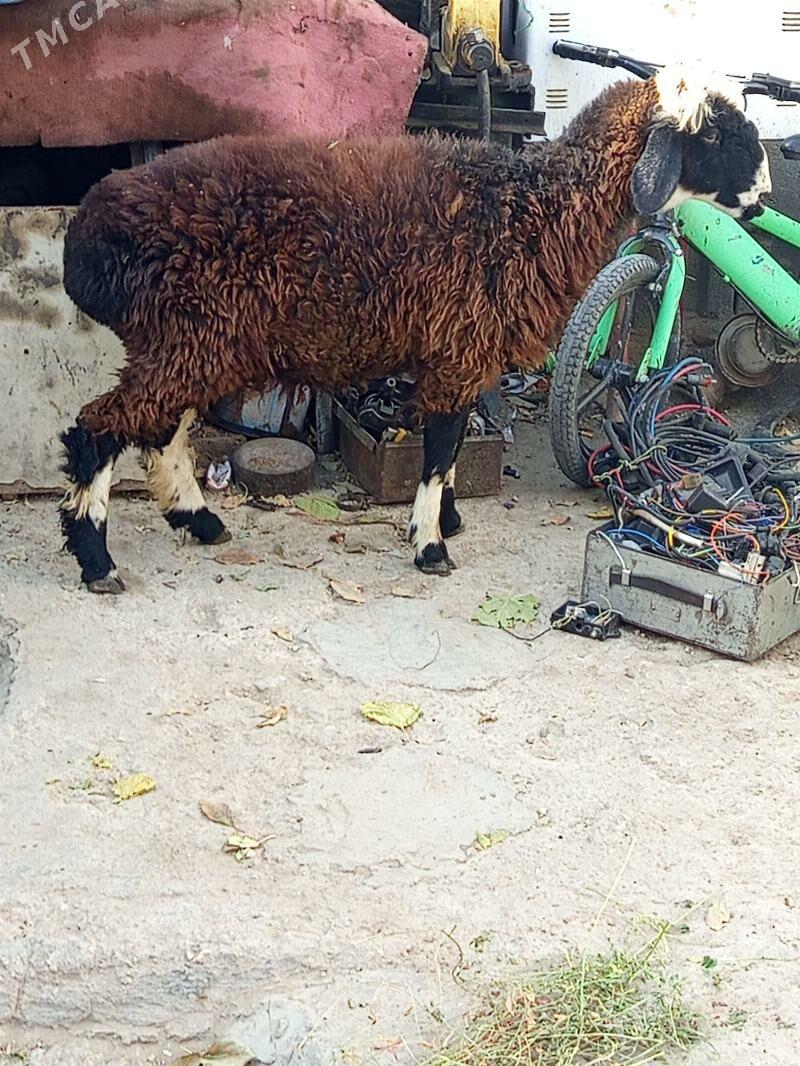 Tokly çewiş - Balkanabat - img 6